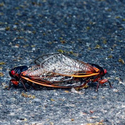 Mating Cicadas