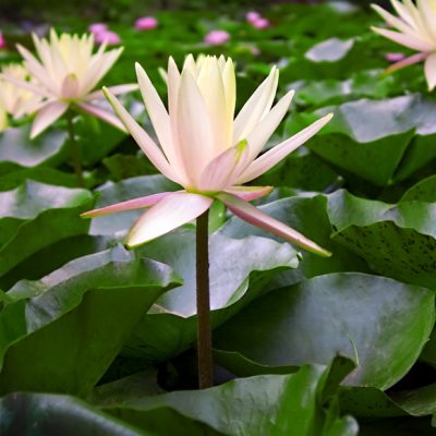 Water Lily