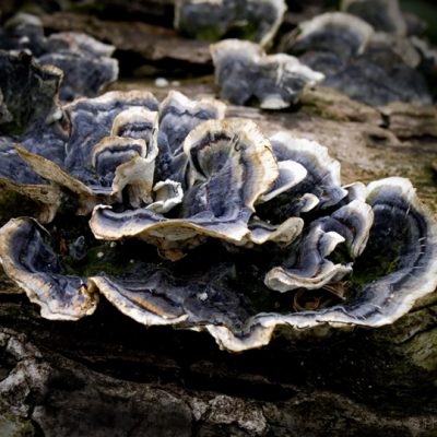 Fungus