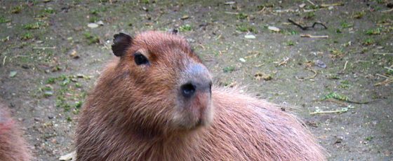 Capybaras