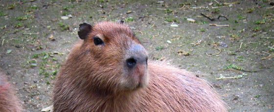 Capybaras