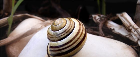 The snail