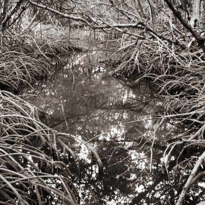 Mangroves