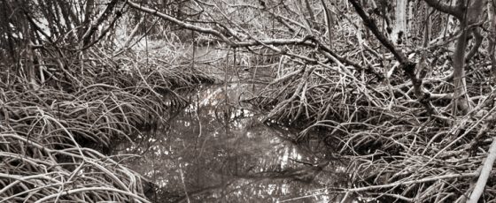 Mangroves