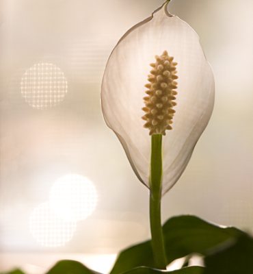 Peace Lily