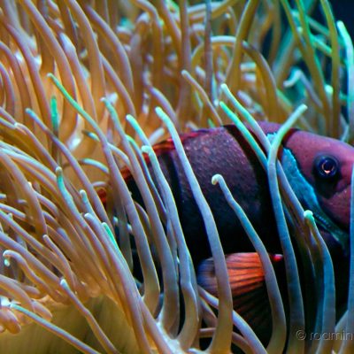 amphiprion frenatus