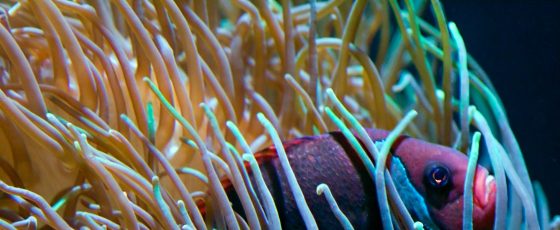 amphiprion frenatus