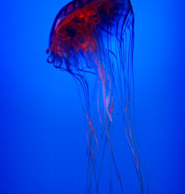 jellyfish from outer space