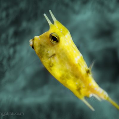 Cowfish are funny