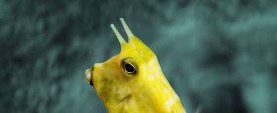 Cowfish are funny