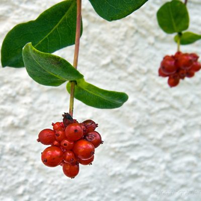 Red berries