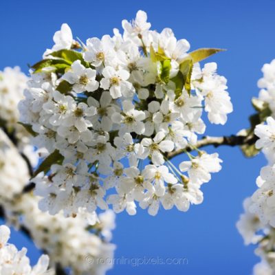 White blossoms