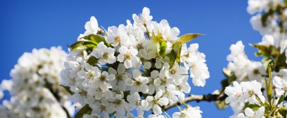 White blossoms