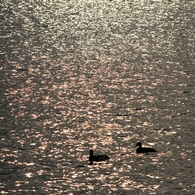 Lone ducks
