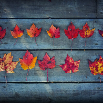 Fall foliage