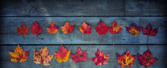 Fall foliage